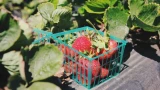 Уход за клубникой в августе: обязательные действия — на следующий год вырастет в 2 раза больше