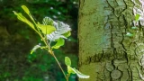 Не самое удачное решение по озеленению: почему в СССР все города засаживали тополями