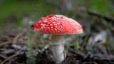 Нюансы тихой охоты: отличия съедобных грибов от ядовитых — это должен учитывать каждый