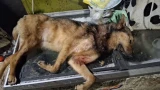 В Мурманске взломали приют для бездомных животных, собака погибла