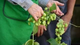 Мята, девичий виноград и хмель не будут докучать: от сорняков можно избавиться за 3 дня — есть отличный бесплатный народный метод