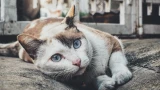 Ругать кошек не надо, а пугать можно: ошибки, которых стоит избегать — советы ветеринара