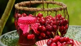 Вишню обязательно подкармливаю в сентябре: в следующем сезоне плоды всегда крупные, сочные — как это делать правильно