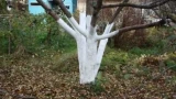 Белю деревья осенью самодельным составом: держится до мая — для стойкости добавляю 1 кг