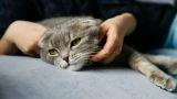 Как понять, что кошка заболела: «красные флаги» в поведении — требуют немедленных действий