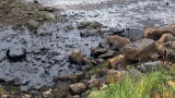 Кроме Мурманской ТЭЦ разлить мазут на Кольском заливе было некому?
