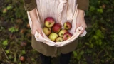 Собираю по 24 кг яблок с дерева: секрет в грамотной подкормке в сентябре — яблоки вырастают сочные, крупные