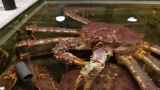 Камчатских крабов в Баренцевом море будут тщательно изучать