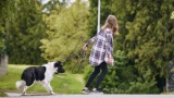 Собака не хочет идти домой с прогулки: главные причины упрямства питомца — и как легко решить эту проблему