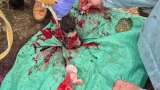 Порезала ногу профлистом: В Печенгском округе просят помощи «доброй лошадке»