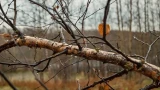 Пасмурные дни: в Мурманской области прохладно, дождливо и ветрено