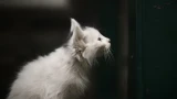 Кошка спит у двери — не просто привычка: важно понимать, что означает этот сигнал
