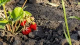 Уход за клубникой осенью: поняла, почему зимой кусты замерзают — а летом ягод с гулькин нос