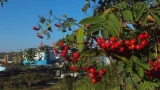 Северян ожидает погода «золотой осени» — синоптик из Москвы