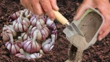 Подкормка чеснока без селитры: простой органический способ от бывалых дачников — головки вырастут крупными и плотными