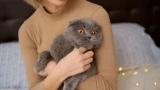 Любят ли кошки, когда их берут на руки: восторг или терпят ради хозяина — срабатывают стоп-сигналы