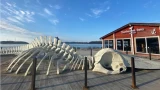 Левиафану требуется помощь: скелет библейского чудища из Териберки буквально гниет изнутри