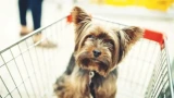 Собаки в магазинах: готовящийся запрет разделил общество — аргументы за и против