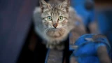 Чужая кошка стала своей: сама выбрала, с кем им жить — чутьё подсказало, кому довериться