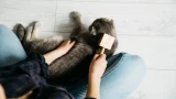 Породы кошек, которые сильно линяют: чеши не чеши, бесполезно — шерсть повсюду