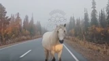 Автомобилистов между Умбой и Варзугой встречает белая лошадь