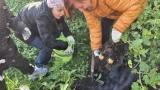 25 из 5: В Мурманске дети из Центра соцпомощи собрали урожай картошки