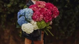 Подготовка гортензий к зиме: нюансы, о которых многие не знают — могут загубить растение
