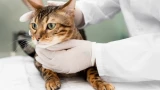 Кошка долго сидит в лотке: это может быть смертельно опасно — 3 причины срочно ехать к ветеринару