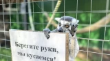Владелец мини-зоопарка в Мурманске получила штраф за плохие условия содержания животных
