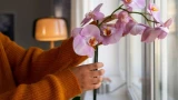 Орхидеи зацвели как сумасшедшие: просто полила этим раствором — результат превзошёл все ожидания