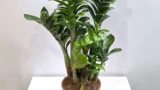 Замиокулькас разваливался: нашла способ «починить» без подпорок — цветок вытянулся как солдатик