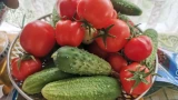 Любимые овощи жителей Мурманской области — огурцы и помидоры