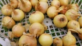 Эх, лук, лучок, золотая луковица: в Мурманской области этот овощ подорожал на 4%