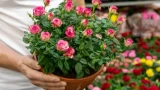 Не одноразовый букет: что сделать с розой в горшке — всего 5 действий, будет радовать долгие годы