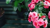 Роза из супермаркета не загнётся: станет в квартире королевой — простая инструкция из 5 шагов