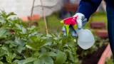 Убойный душ для смородины: тля и паутинный клещ убегут, ломая ноги — поможет то, что вы обычно выбрасываете