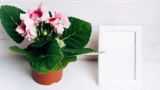 Уход за пеларгонией зимой: все холода будет цвести как заведённая — никаких жёлтых листьев