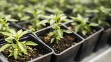 Многие жалуются, что рассада хилая: совершают эти 5 ошибок — устраивают на подоконнике концлагерь для растений
