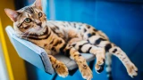 Некоторые породы кошек подходят не всем: надо хорошо подумать перед тем, как их заводить — к чему следует быть готовыми