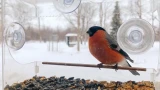 Птичий ресторан в Кировске: эксперты ПАБСИ рассказали, чем кормить пернатых в Заполярье