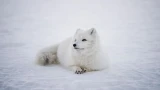 Символ Арктики исчезает: почему в Красную книгу Мурманской области внесли песца?