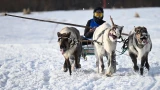 Олени и арканы: в Ловозере прошли соревнования по национальным видам спорта