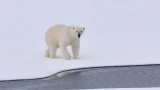 Трагедия на Шпицбергене: полиция расследует убийство молодой белой медведицы