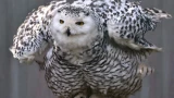 Полярная сова под защитой 132 стран: Арктика теряет редкие виды из-за глобального потепления