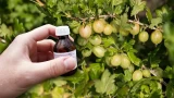 Ягоды размером с кулак: 5 ураганных подкормок для крыжовника — собирайте урожай вёдрами