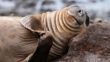 Обаяние ластоногих: снимки тюленей из The Guardian покоряют мир, а мурманские ученые спасают их в Арктике