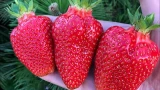 Море клубники на участке: ягоды c картинки — всё дело в сроках посадки