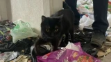 В Коле просят приютить «замурованных» в квартире кошек: хозяин исчез, животные на грани гибели