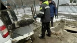 Достали из коллектора: в Мурманске спасли бездомную собаку