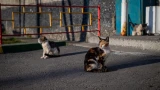 Усатые спасатели: в Мурманске детям расскажут про «кошачий эшелон» и героев Эрмитажа